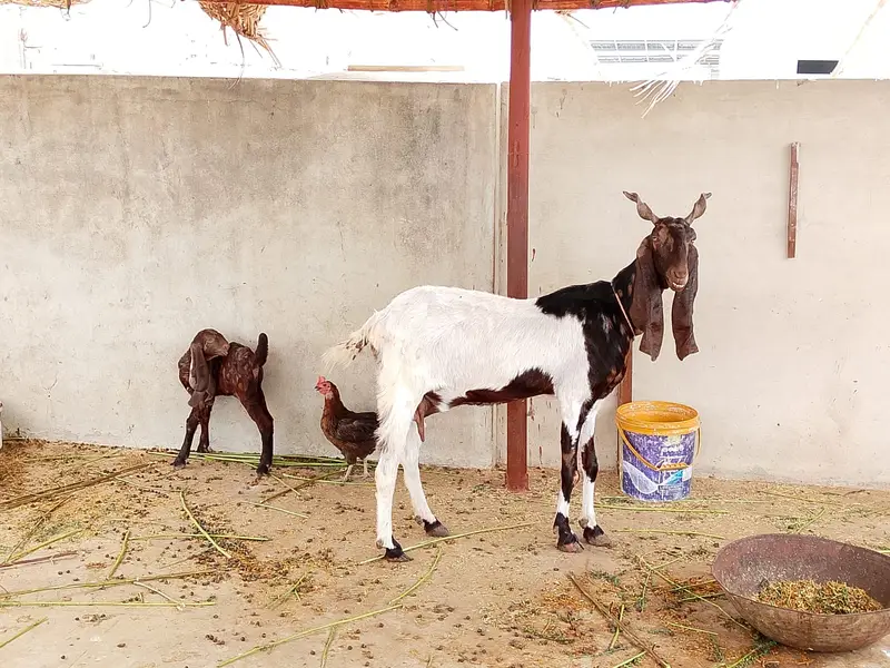 Selling my goat with 3 weeks female kid and 8 months male kid — photo 3