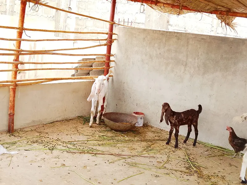 Selling my goat with 3 weeks female kid and 8 months male kid — photo 4