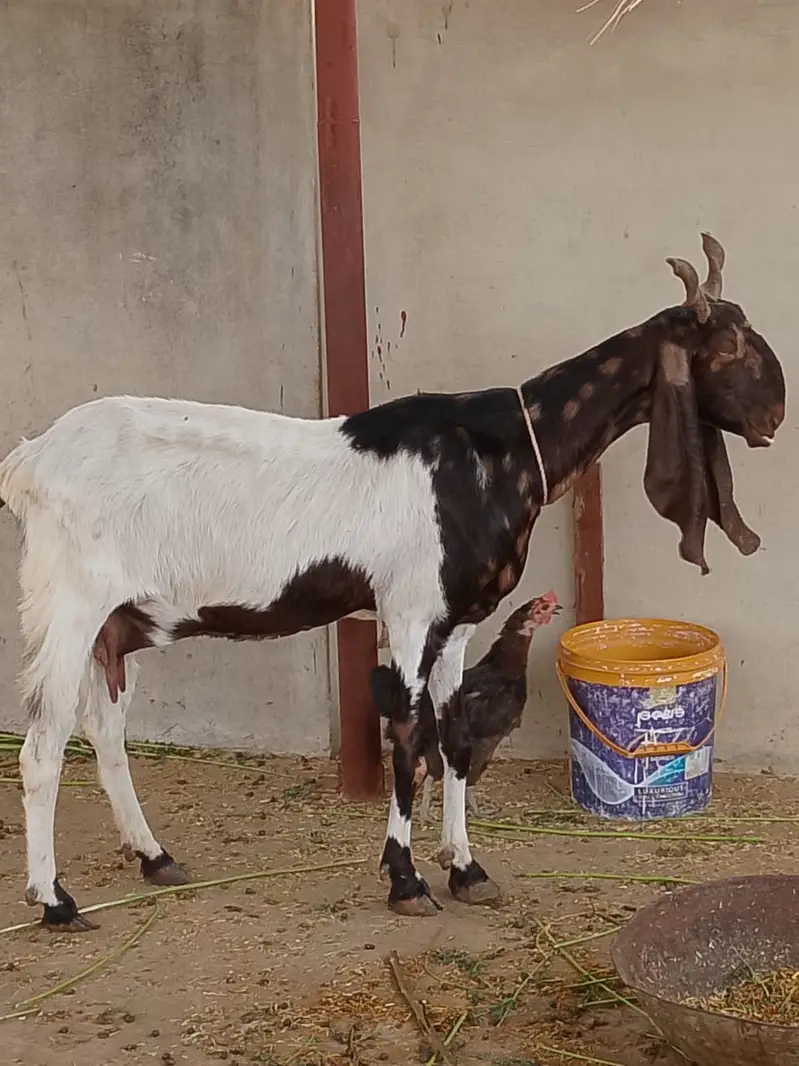 Selling my goat with 3 weeks female kid and 8 months male kid — photo 5