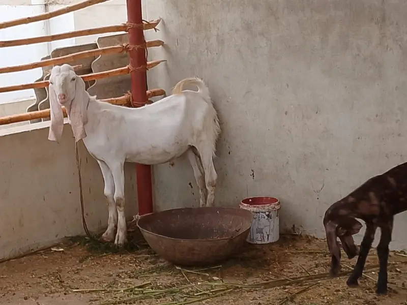 Selling my goat with 3 weeks female kid and 8 months male kid — photo 6