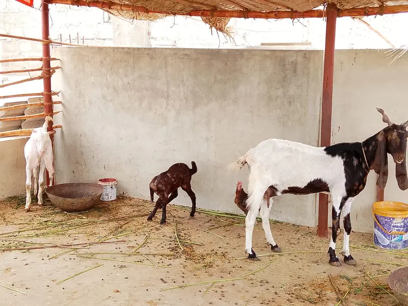 Selling my goat with 3 weeks female kid and 8 months male kid — photo 7