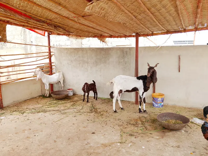 Selling my goat with 3 weeks female kid and 8 months male kid — photo 8