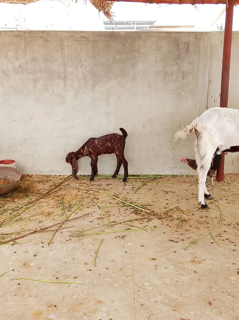 Selling my goat with 3 weeks female kid and 8 months male kid — photo 9