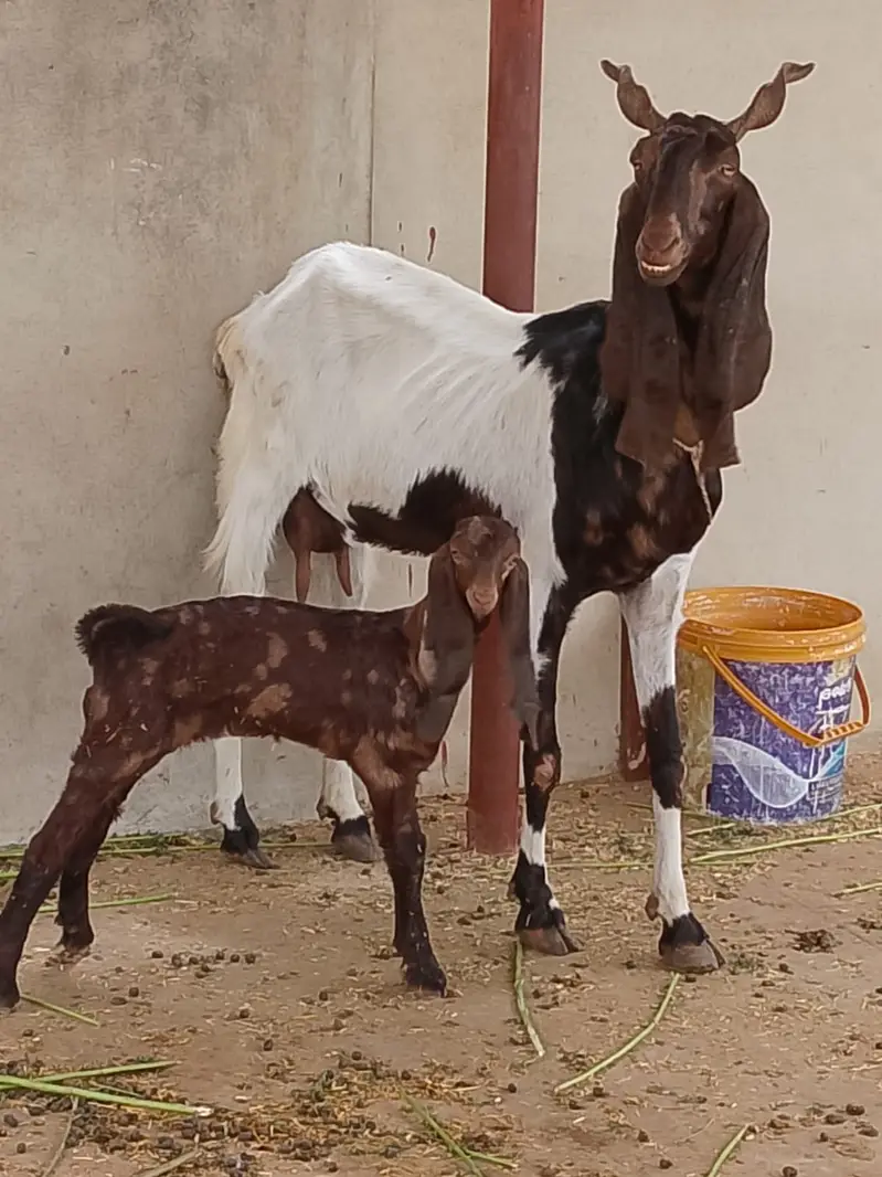 Selling my goat with 3 weeks female kid and 8 months male kid — photo 10