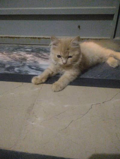 Persian female