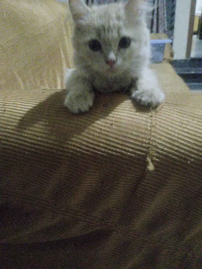 Persian female — photo 2