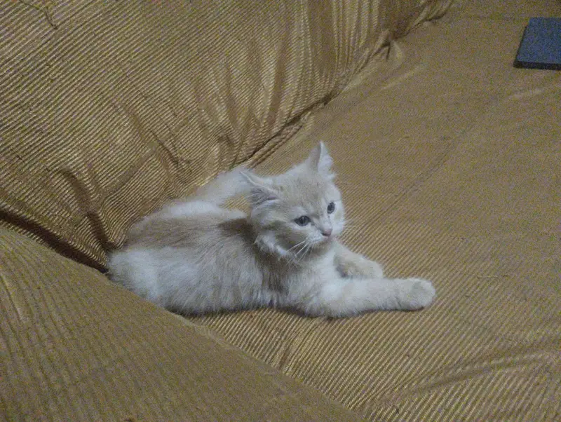 Persian female — photo 3