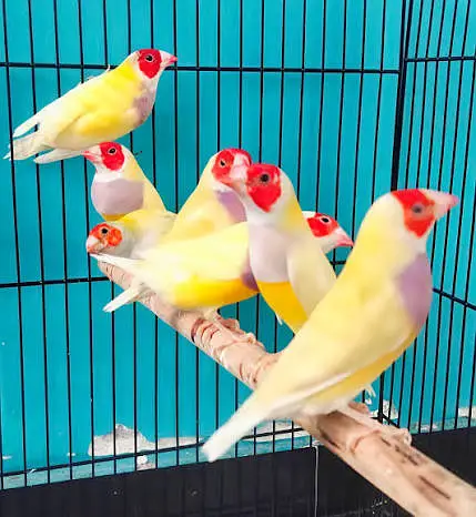Gouldian Finches Breeding Setup (Foster Banglese Availale as well) — photo 2