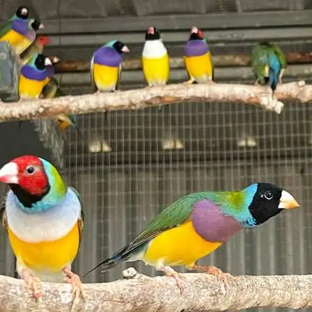 Gouldian Finches Breeding Setup (Foster Banglese Availale as well) — photo 3