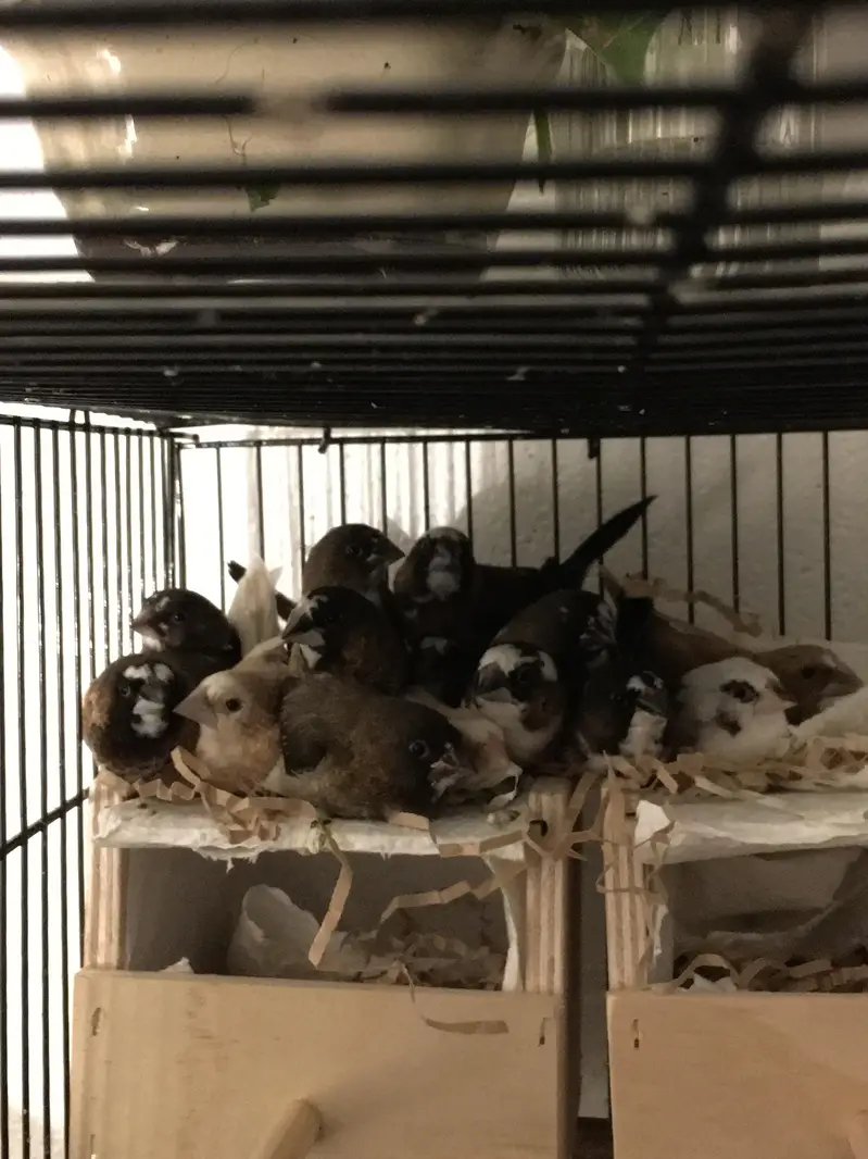 Gouldian Finches Breeding Setup (Foster Banglese Availale as well) — photo 4
