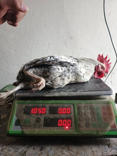 Golden misri rooster for sale