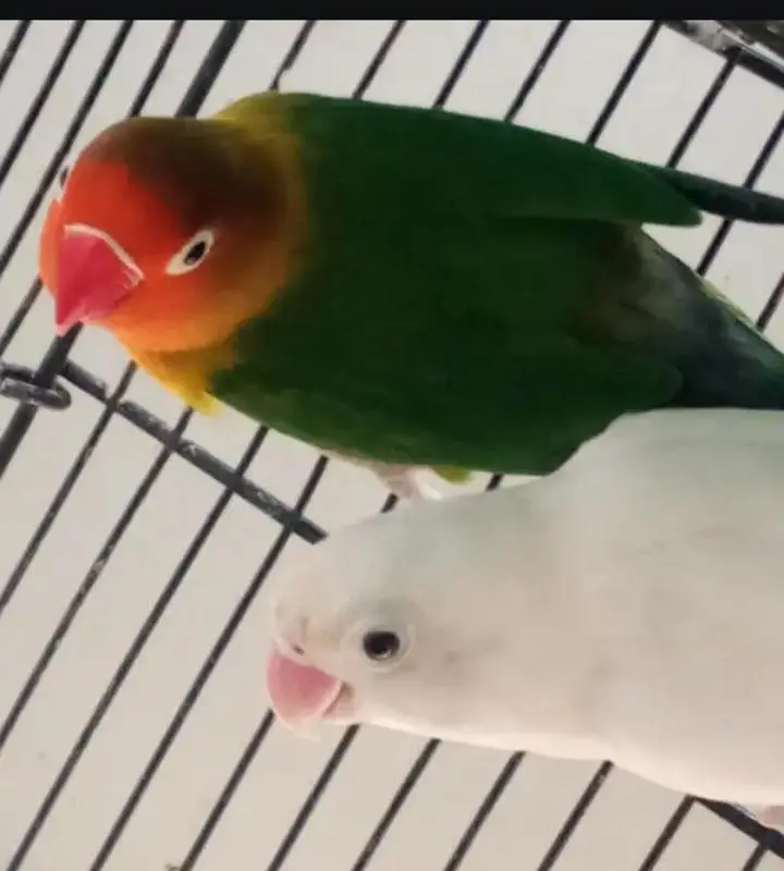 lovebirds with cage — photo 3