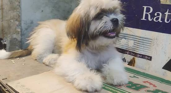 Pair of shih Tizu pups available Male and female from strong bloodline