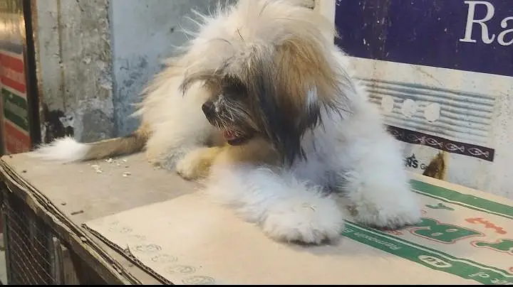 Pair of shih Tizu pups available Male and female from strong bloodline — photo 2