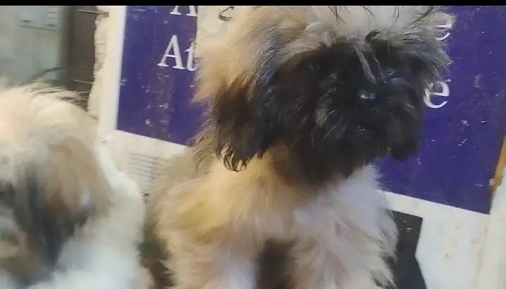 Pair of shih Tizu pups available Male and female from strong bloodline — photo 3