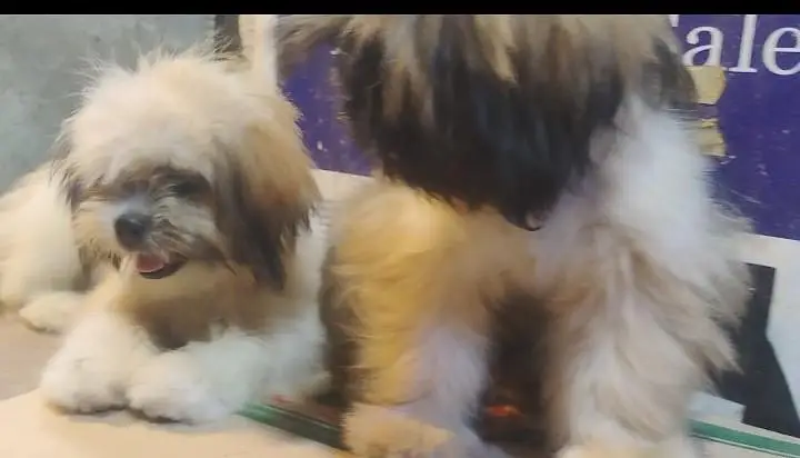 Pair of shih Tizu pups available Male and female from strong bloodline — photo 4