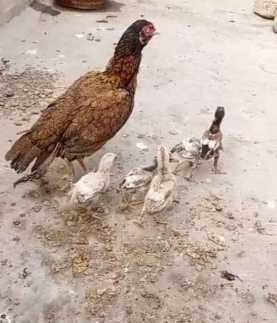 Aseel female with 5 chicks