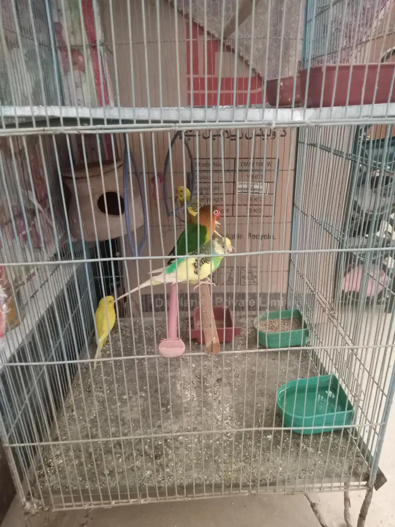 1 paire coocktail 1 love birds 3 Australian and new cage for argent