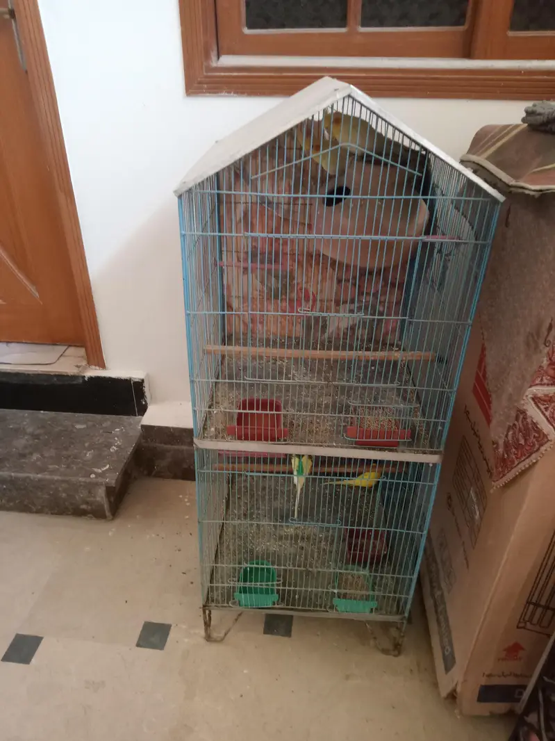 1 paire coocktail 1 love birds 3 Australian and new cage for argent — photo 2