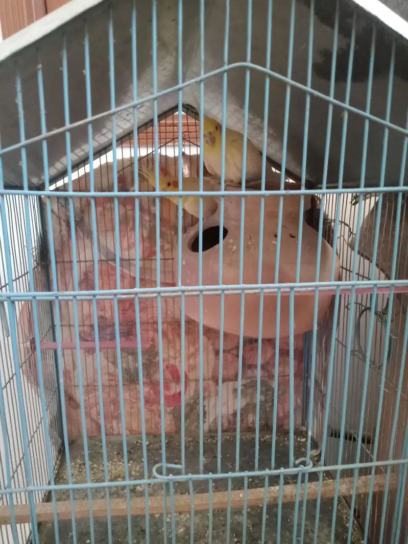1 paire coocktail 1 love birds 3 Australian and new cage for argent — photo 3