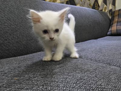 Male Persian pure white kittens for sale