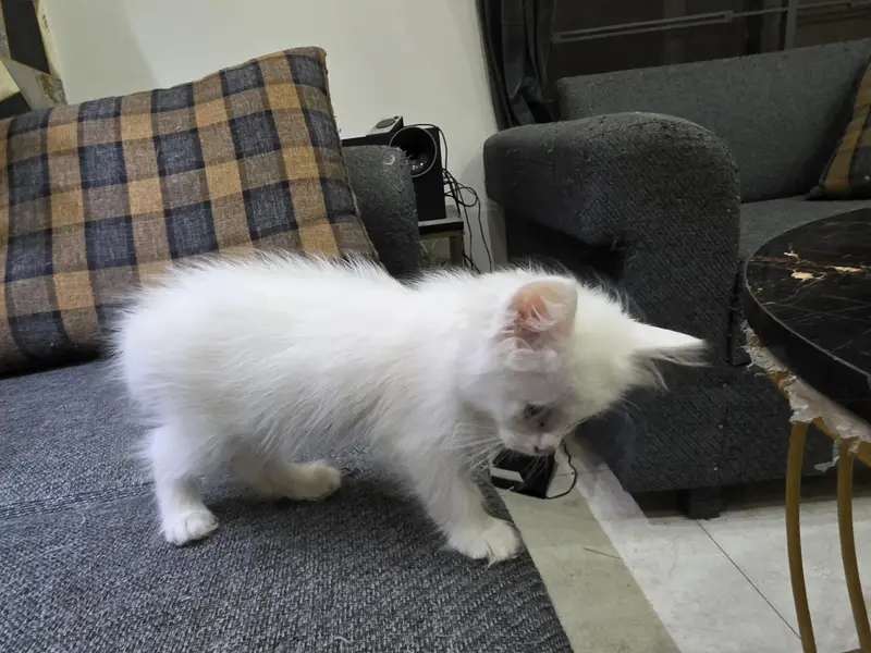 Male Persian pure white kittens for sale — photo 2