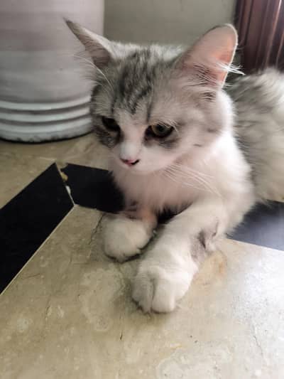 pure persian