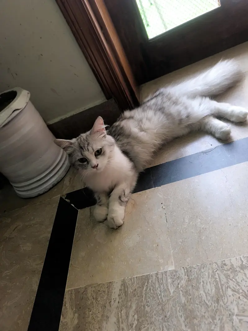pure persian — photo 2
