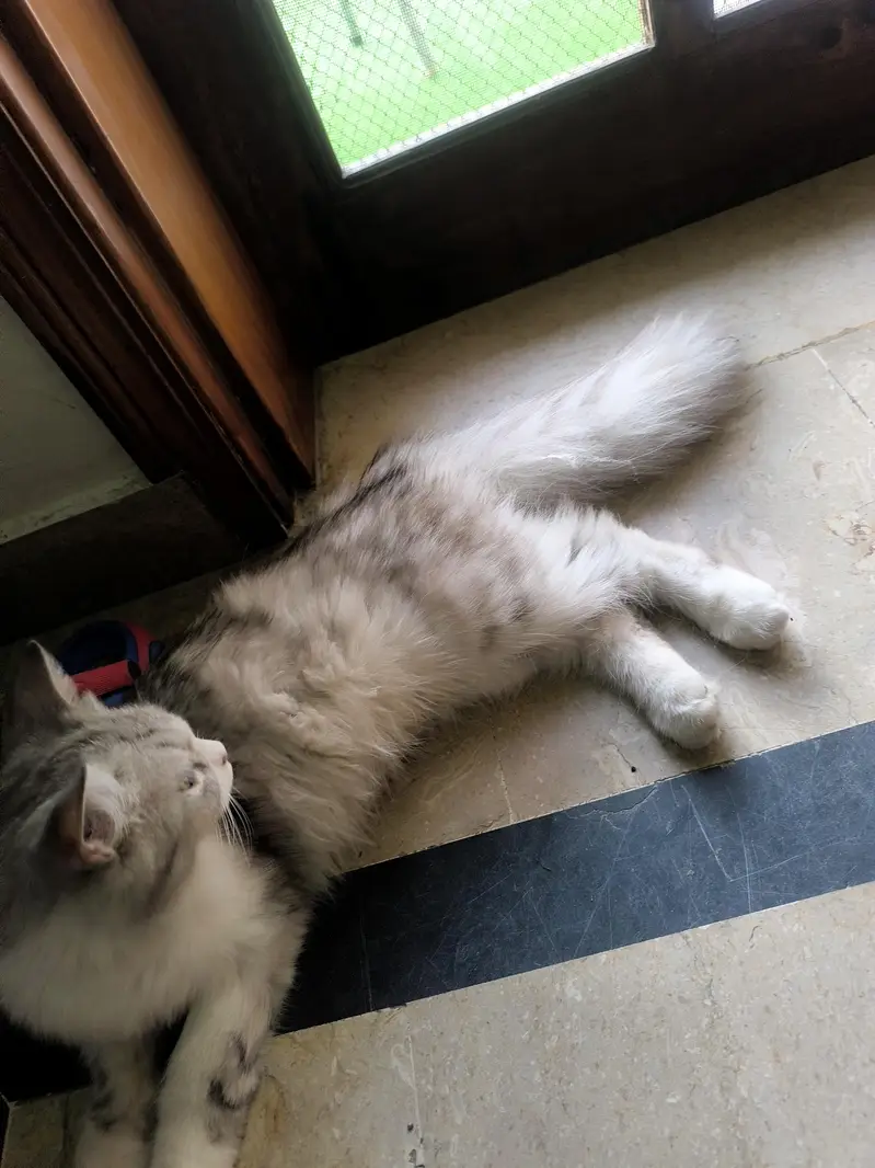 pure persian — photo 3