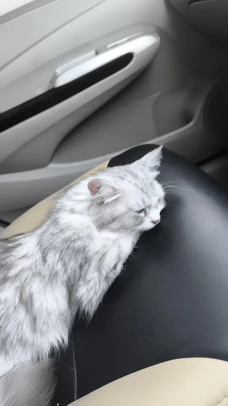 pure persian — photo 4