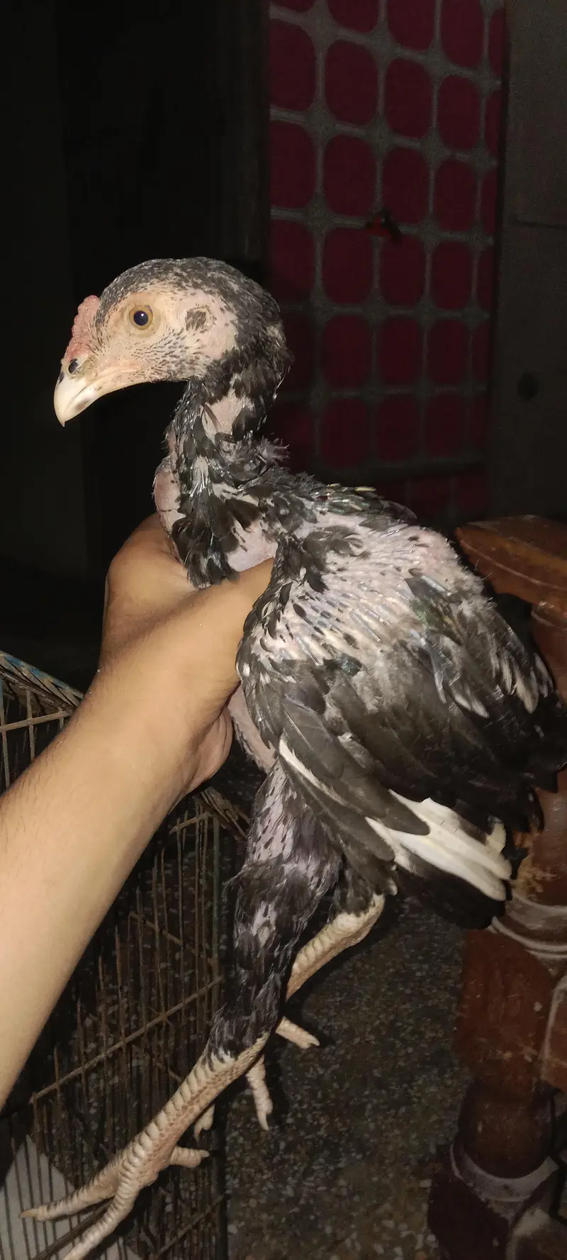 3month jawa aseel — photo 3