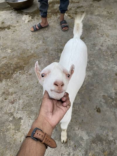 Pure gulabi tedda male