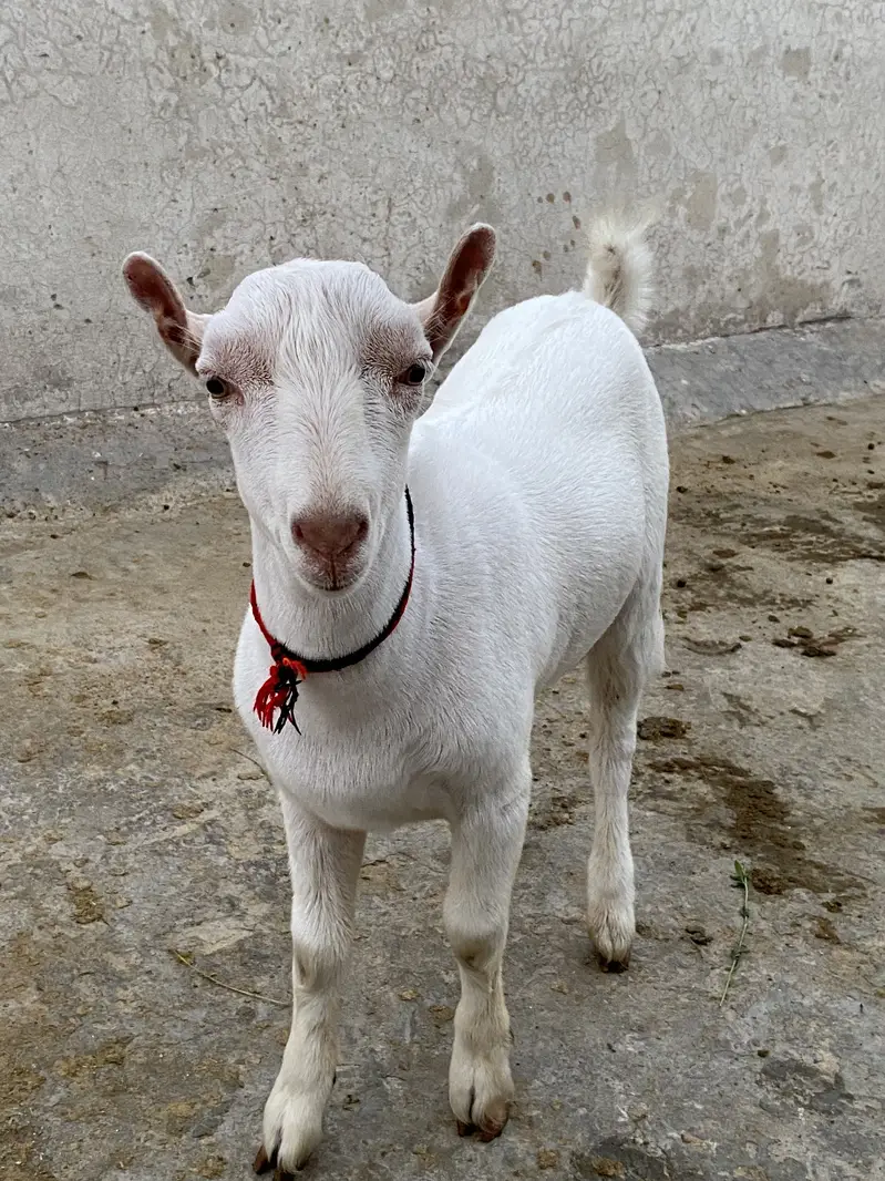 Pure gulabi tedda male — photo 3