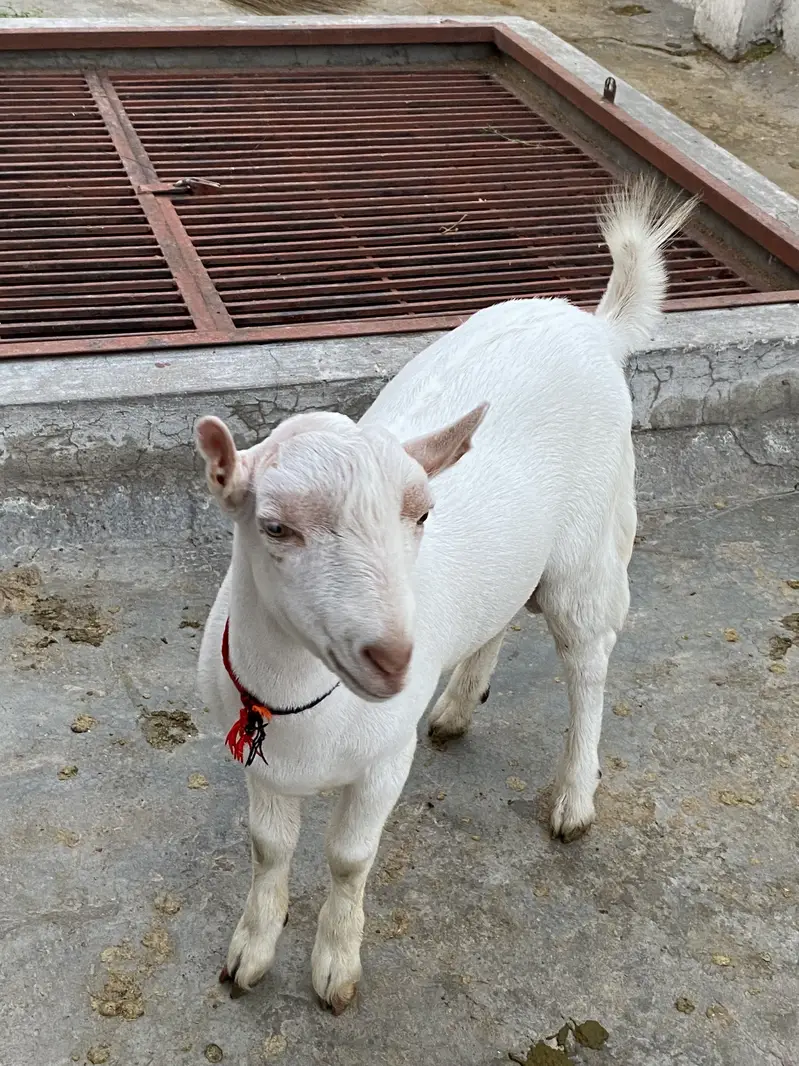 Pure gulabi tedda male — photo 4