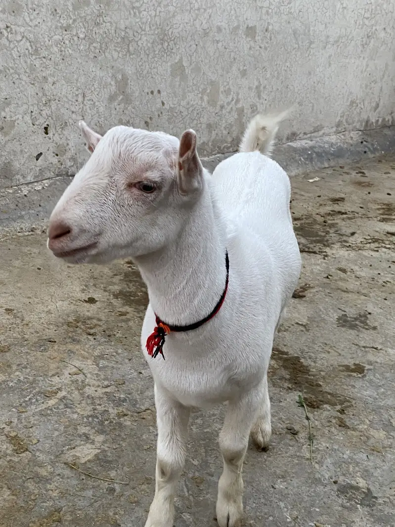 Pure gulabi tedda male — photo 6