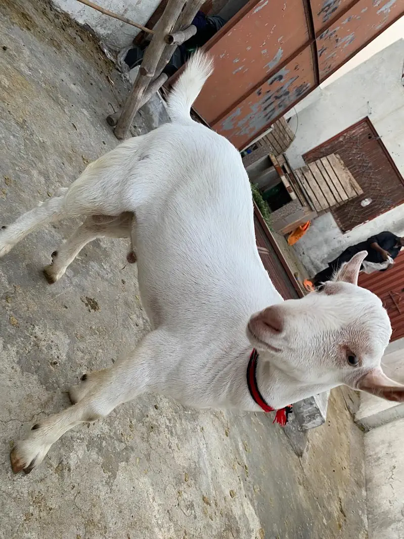 Pure gulabi tedda male — photo 7