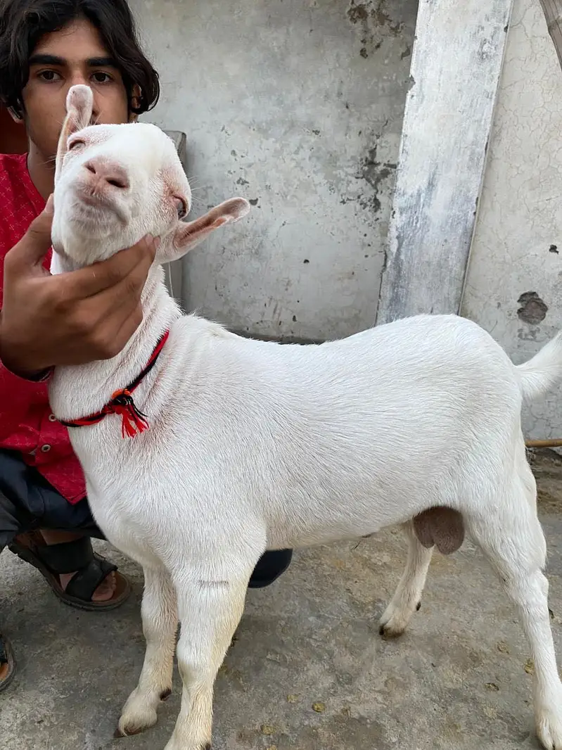 Pure gulabi tedda male — photo 9