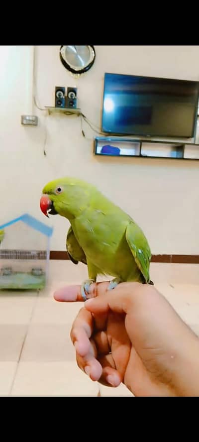 green porrat