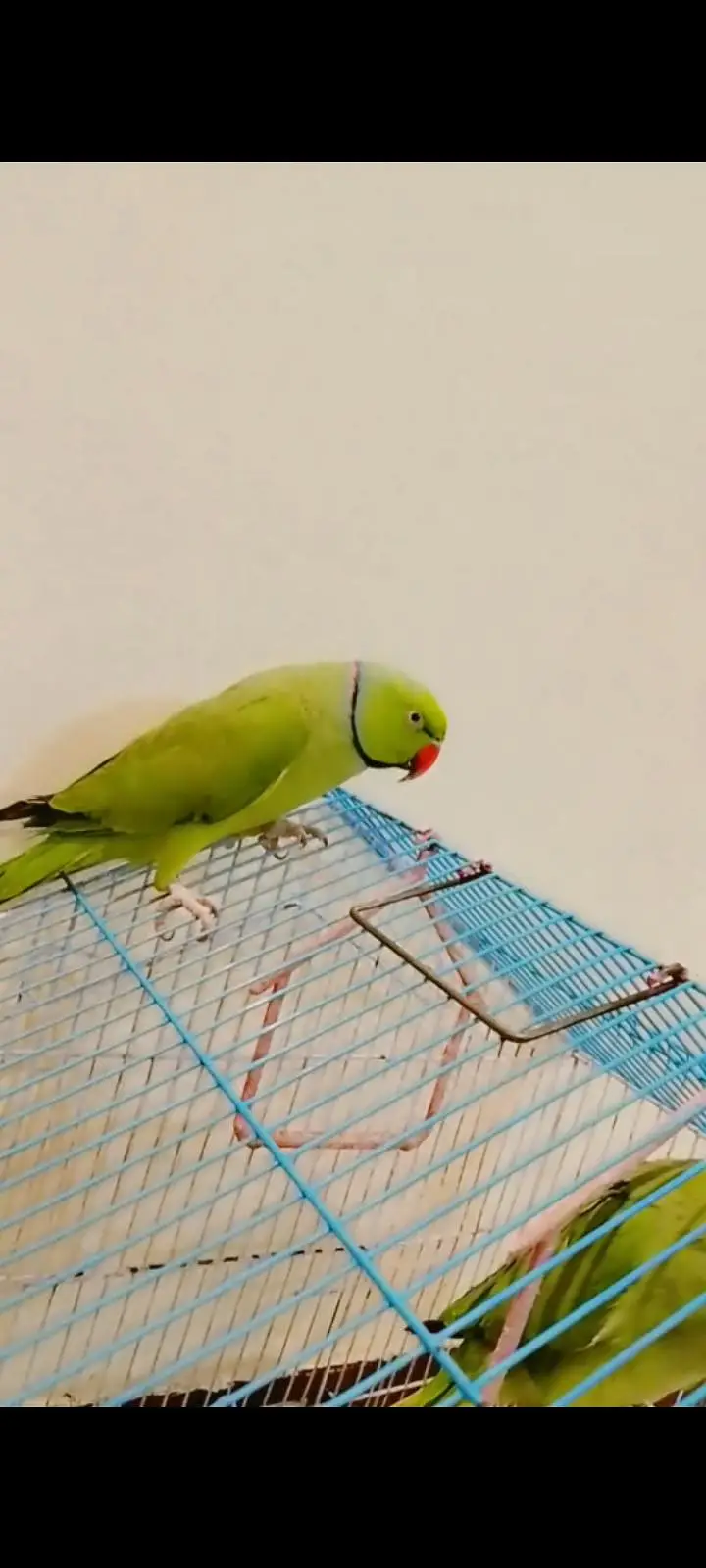 green porrat — photo 2