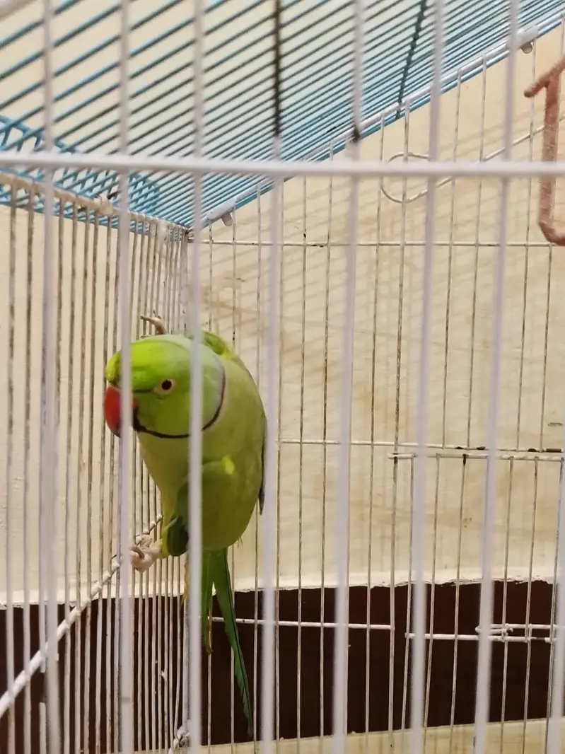 green porrat — photo 3