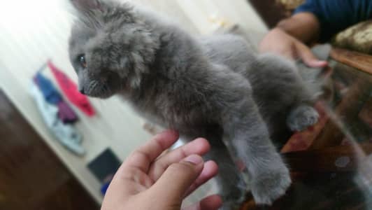 Persian grey triple coat. kitten