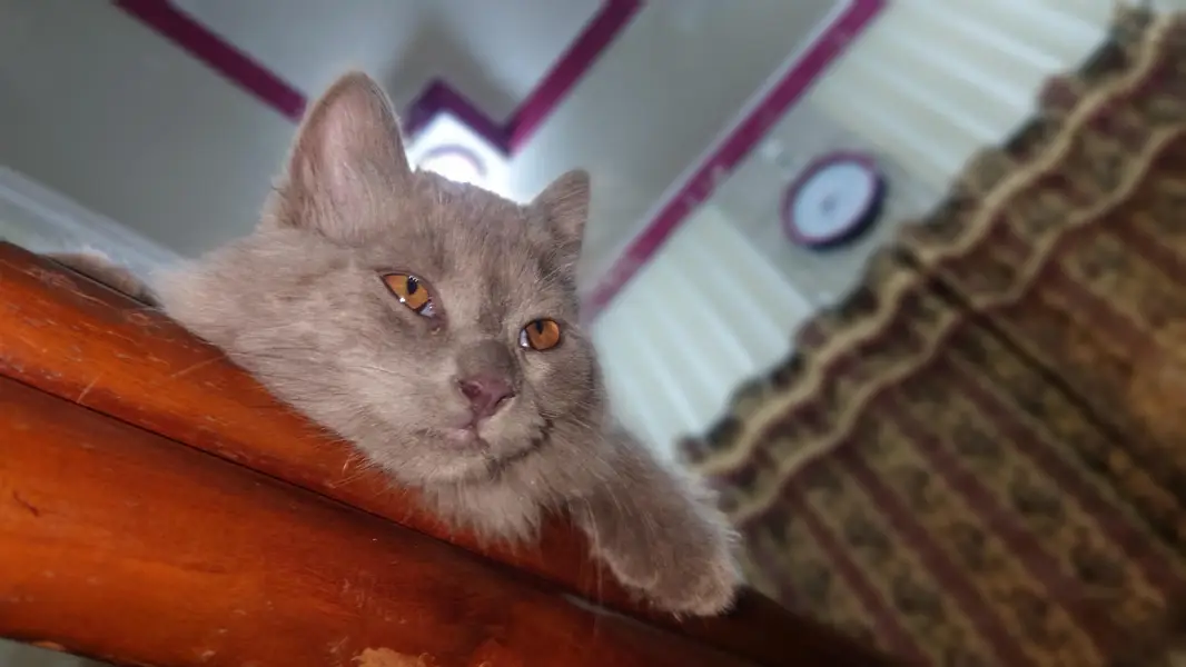 Persian grey triple coat. kitten — photo 2