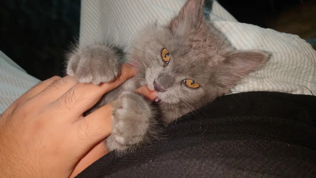 Persian grey triple coat. kitten — photo 3