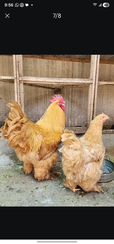 Golden Buff Pair for Sale