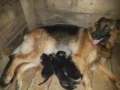 German Shepherd long hair Non Pedigree puppies for sale.