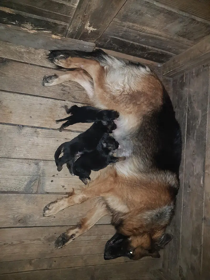 German Shepherd long hair Non Pedigree puppies for sale. — photo 2