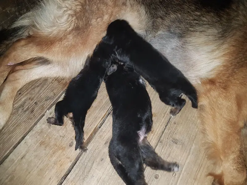 German Shepherd long hair Non Pedigree puppies for sale. — photo 3