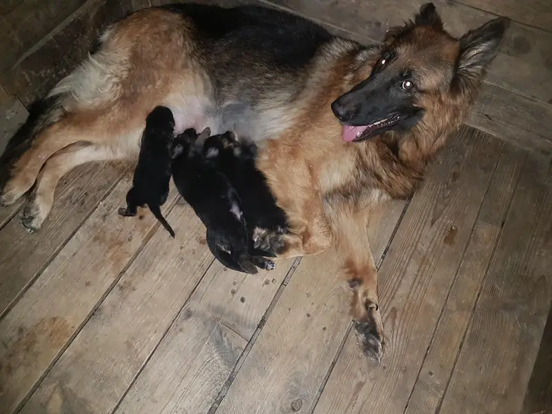 German Shepherd long hair Non Pedigree puppies for sale. — photo 4