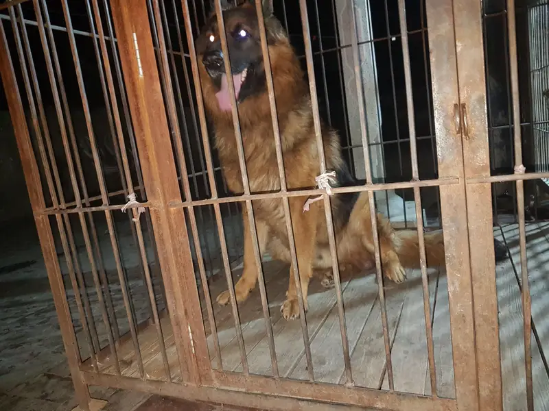 German Shepherd long hair Non Pedigree puppies for sale. — photo 5