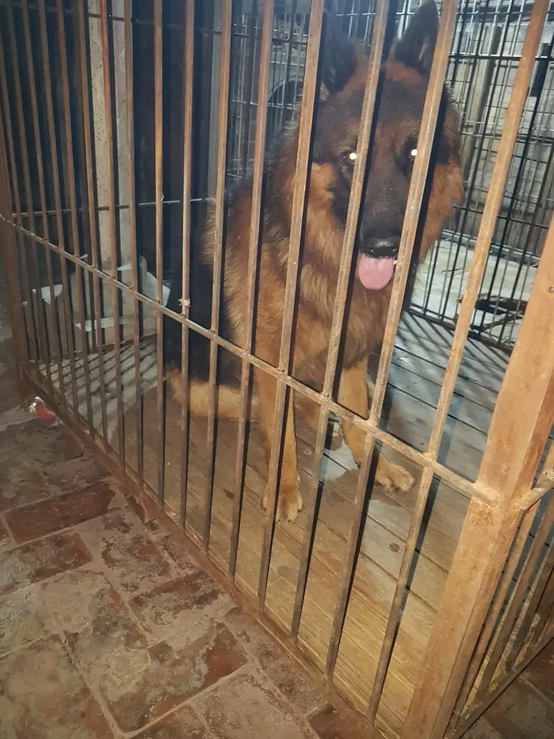 German Shepherd long hair Non Pedigree puppies for sale. — photo 6